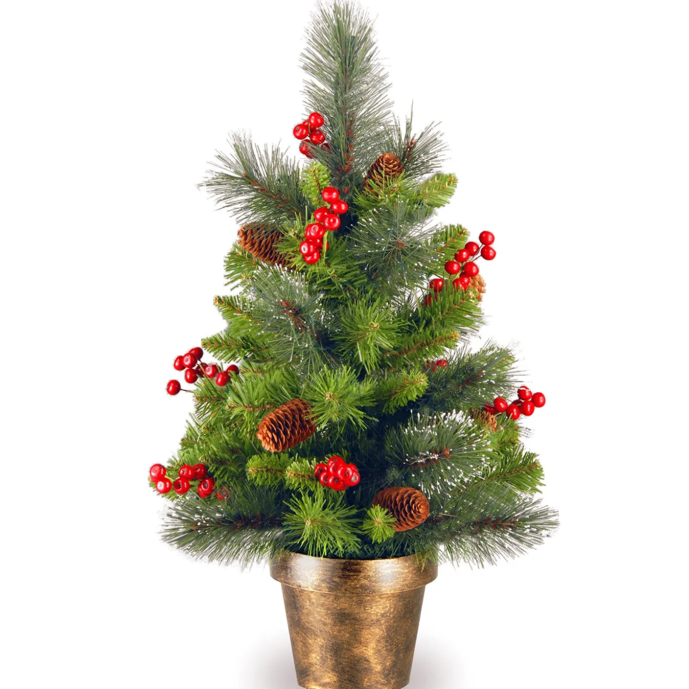 2 ft. Crestwood Spruce Tree