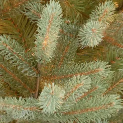 7.5 ft. Norway Fir Tree