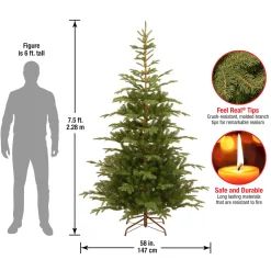 7.5 ft. Norwegian Spruce Tree
