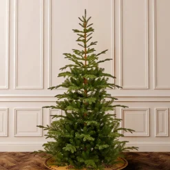 7.5 ft. Norwegian Spruce Tree