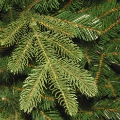 7.5 ft. Norwegian Spruce Tree