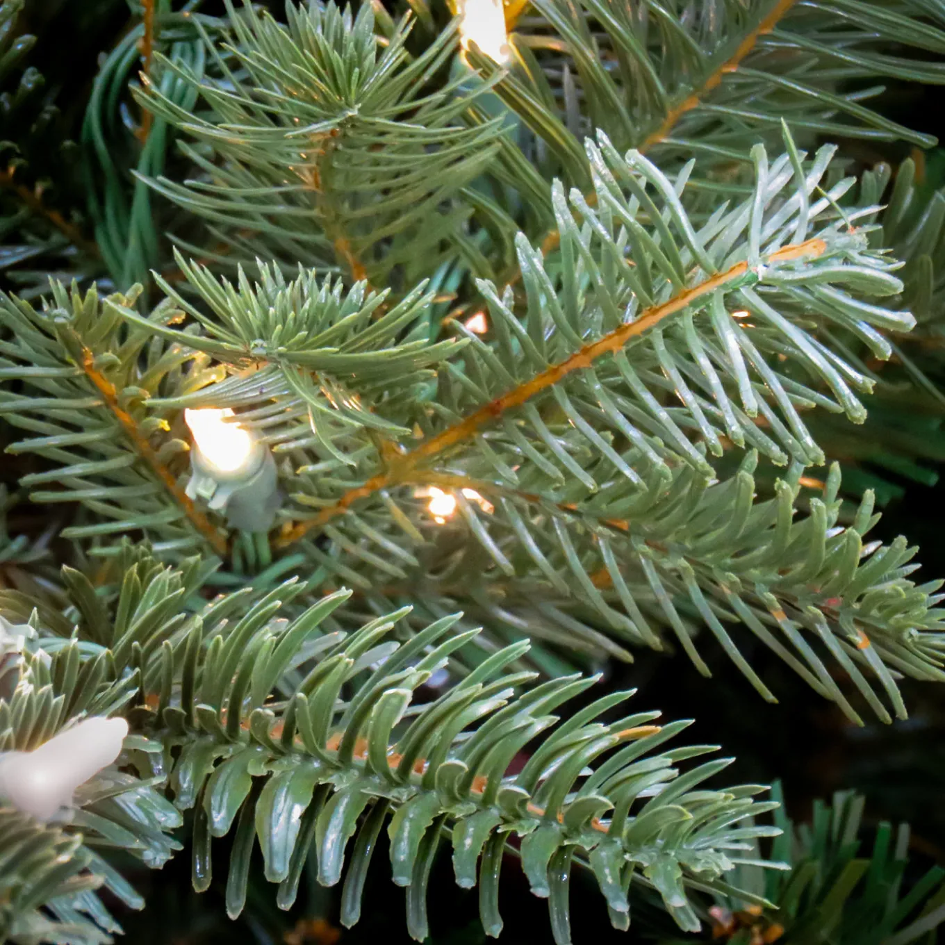 10 ft. Pre-Lit Douglas Fir Hinged Tree with Warm White LED Lights