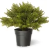 15 in. Globe Cedar Tree