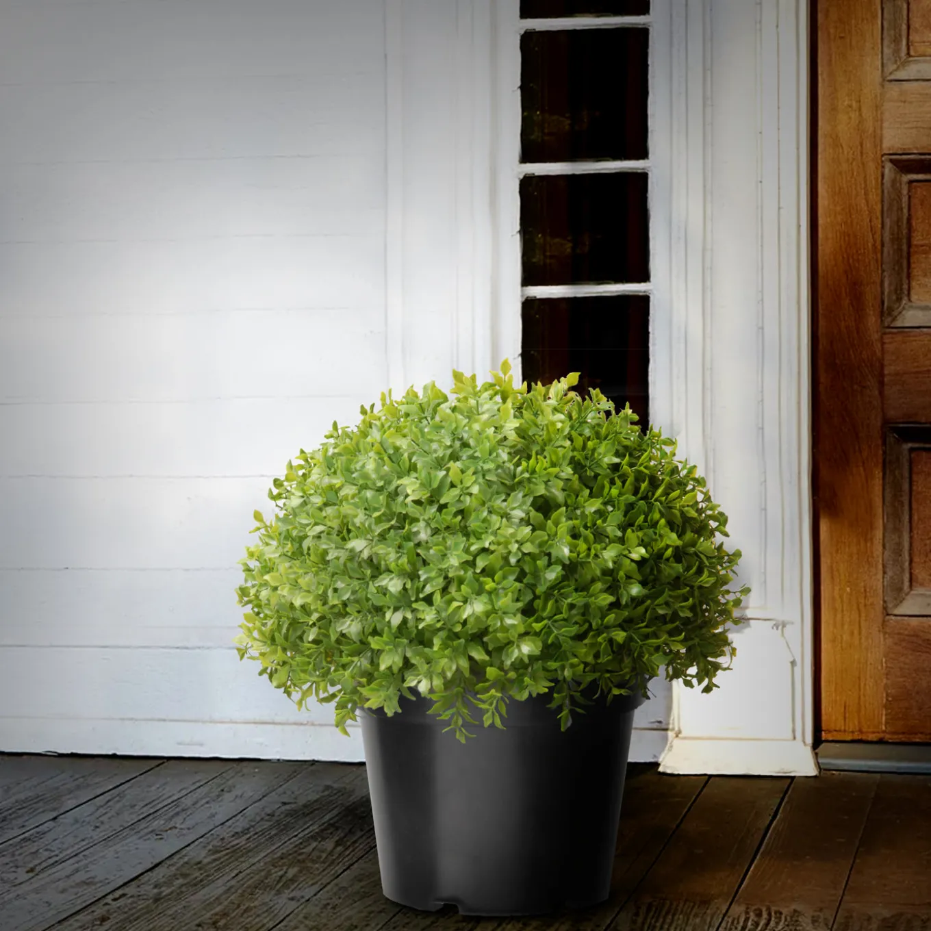 13 in. Globe Japanese Holly Bush topiary in a Dark Green Round Growers Pot