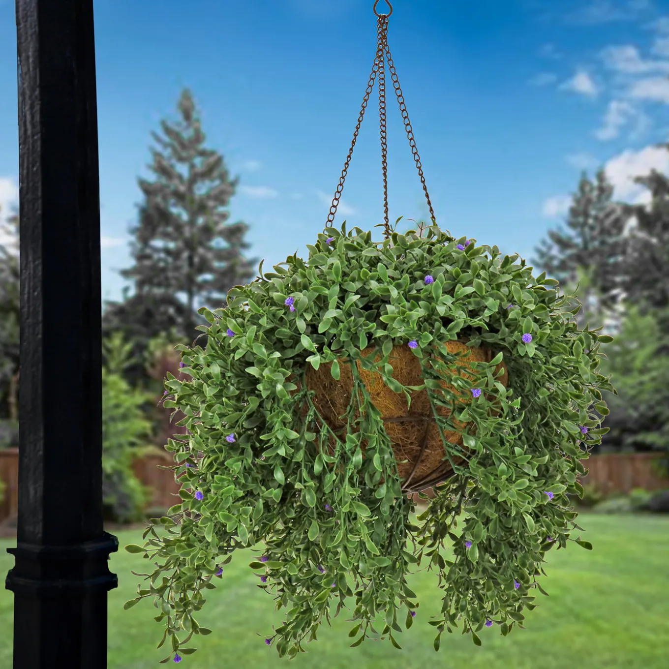 18 in. Spring Argentea Hanging Plant with Purple Flowers