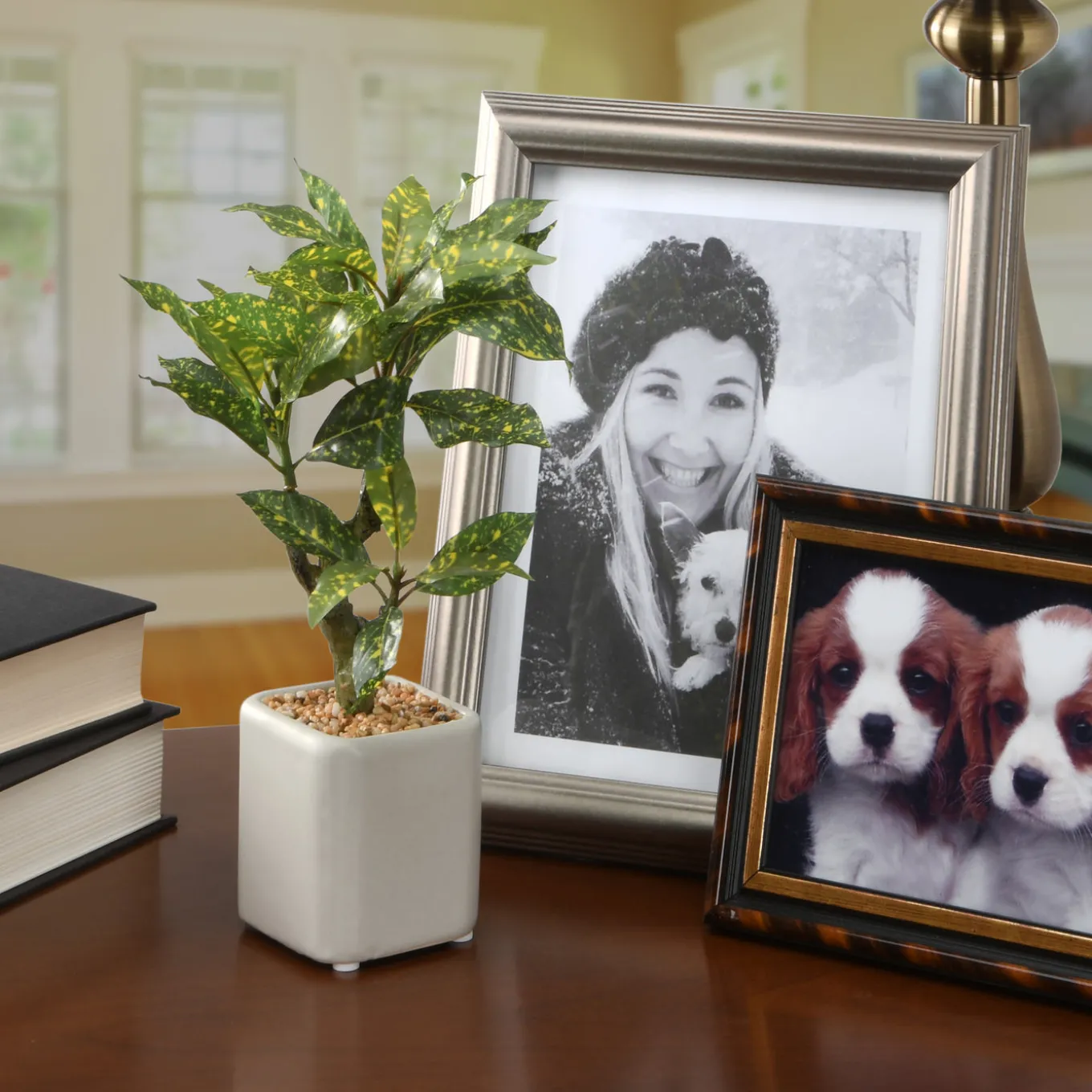 11 in. Spring Croton Tree Potted Plant in a Stylish Ceramic Pot Base