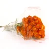 16 in. Spring Dried Orange Capeblumen Flowers Bouquet