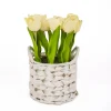 10 in. Spring Light Yellow Tulip Bouquet in White Basket
