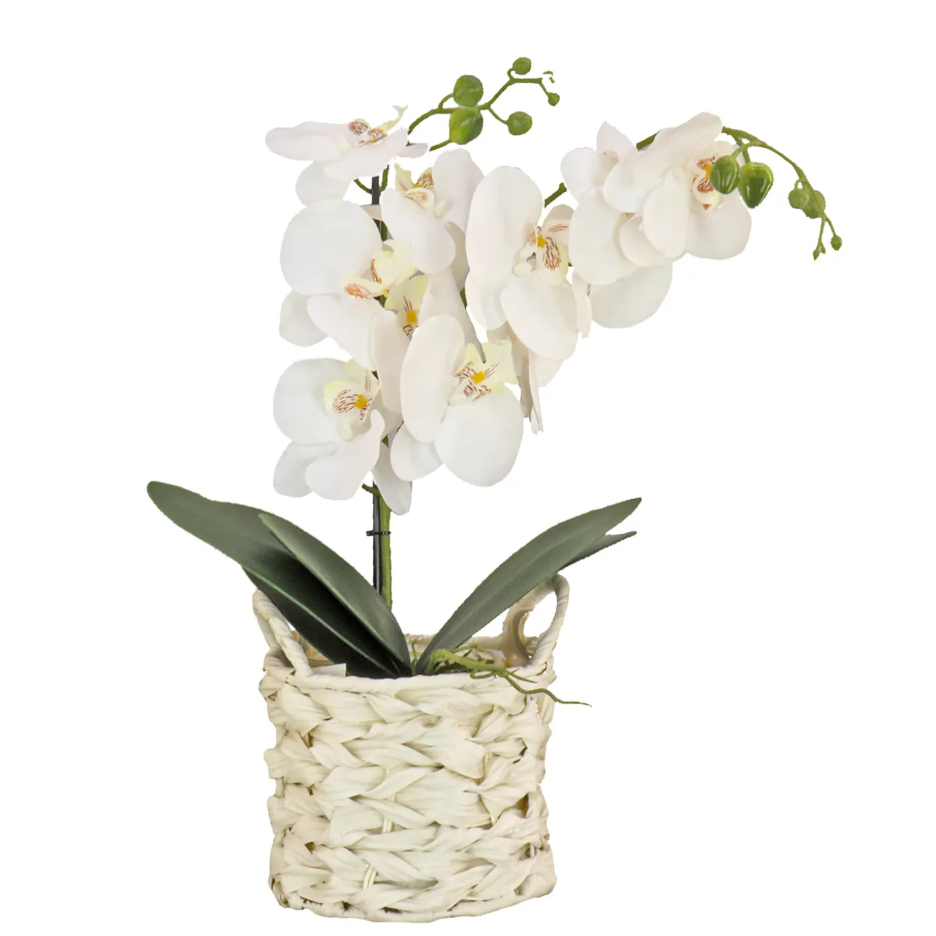 21 in. Spring White Orchid in White Basket